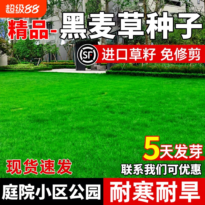 黑麦草种子多年生低矮四季常青耐寒耐旱公园小区工程绿化草坪种子