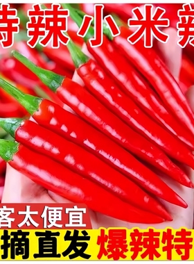特辣爆辣正宗云南现摘小米辣鲜椒新鲜魔鬼辣椒朝天椒整箱米椒