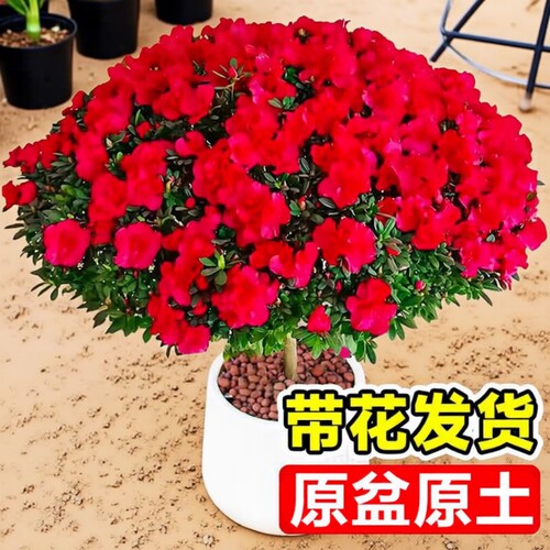 杜鹃花盆栽小苗客厅花卉绿植鲜花大花苗植物带花室外老桩种植阳台