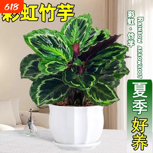 彩虹竹芋盆栽水培孔雀竹芋彩叶绿植花卉室内夏季好养净化空气植物