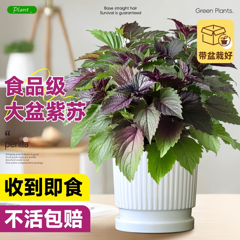 紫苏盆栽可食用室内阳台庭院大盆苏子叶厨房烹饪香料绿色好养植物