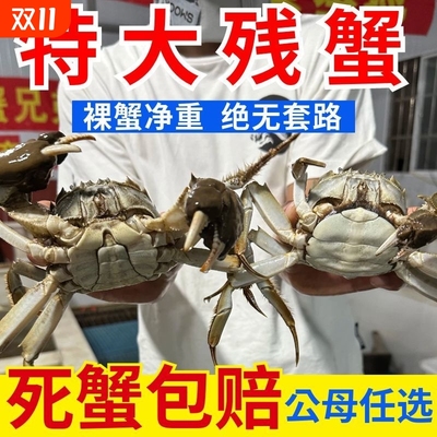 【无绳净重】鲜活大闸蟹 断腿螃蟹 特大全公母 缺掉脚蟹断爪河蟹