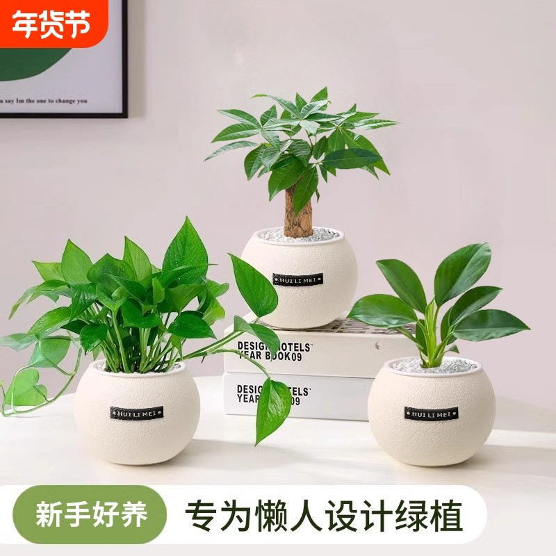 绿植室内小盆栽桌面发财树净化空气易活四季懒人养的吸甲醛植物