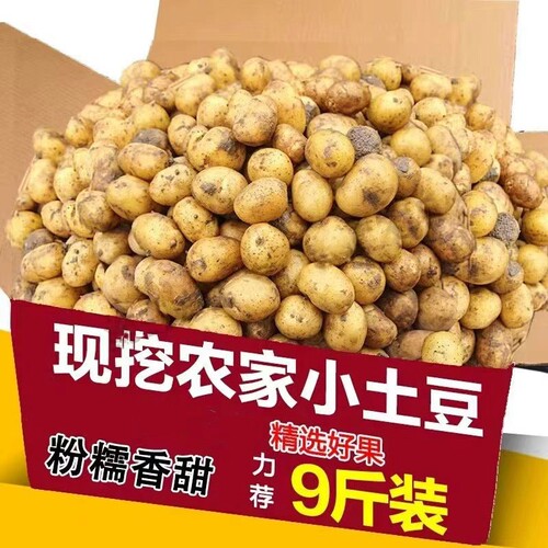 正宗恩施富硒黄心小土豆