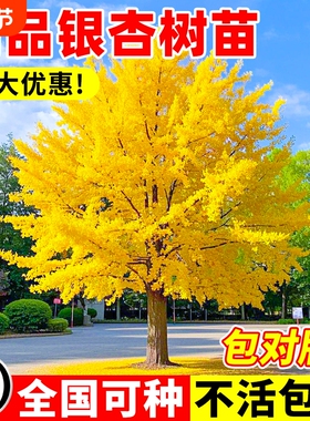 银杏树活苗金叶白果别墅庭院绿化风景室外大树苗行道树种植耐寒