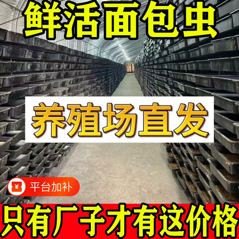 面包虫黄粉虫活体饲料活体虫鹦鹉鱼大麦金龙鱼乌龟蛙爬宠养殖一斤