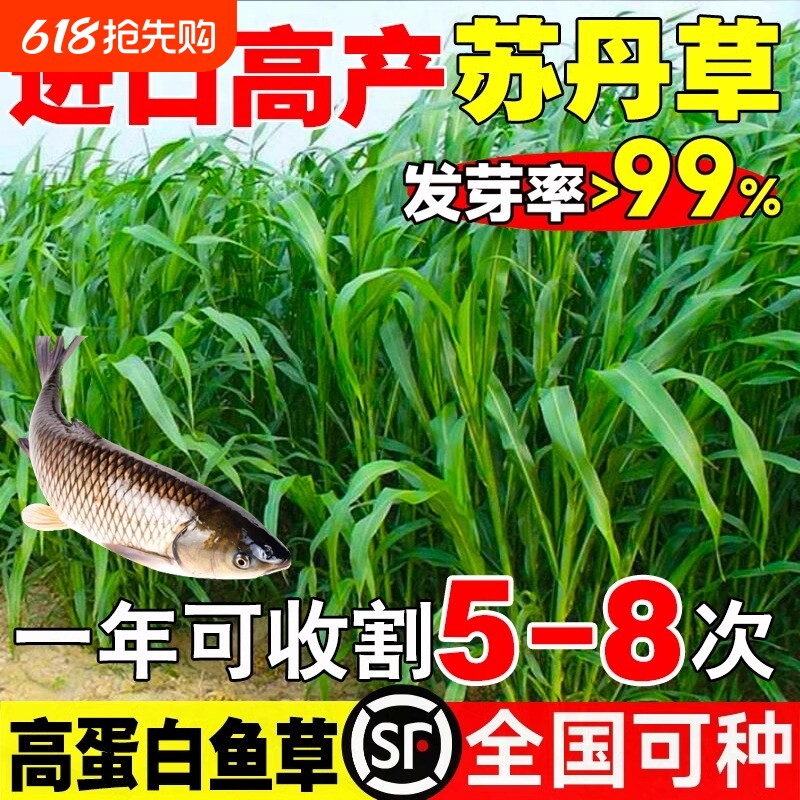 苏丹草种子专用草种高丹草籽四季牧草鱼草种籽玉米种植高粱高产