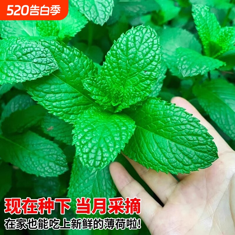 猫薄荷草可食用蔬菜种子四季室内阳台盆栽驱蚊植物种籽子种植驱虫