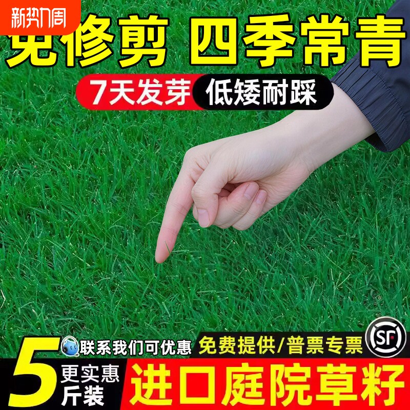 草坪草籽四季常青护坡狗牙根矮生庭院地毯草绿化高羊茅黑麦草种子