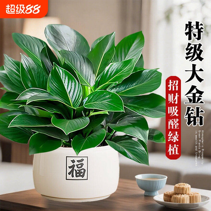 大金钻盆栽绿公主绿萝盆景办公室绿植室内客厅好养植物甲醛阳台图片