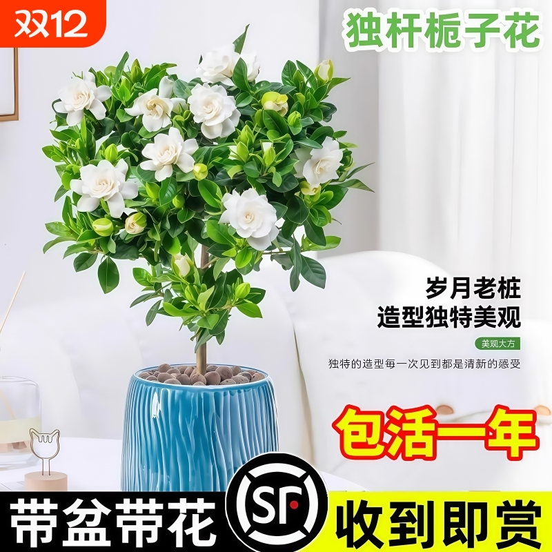 突破50w+的全网热销栀子花