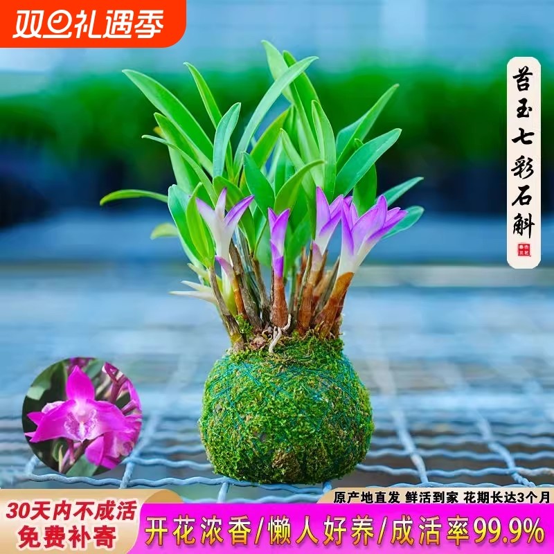 香水开花石斛可水培带花苞七彩浓香懒人室内冬季桌面盆栽花卉绿植
