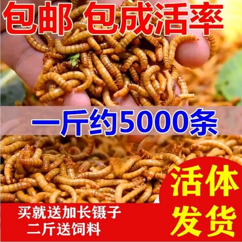 面包虫活体 黄粉虫活虫 鹦鹉鱼 金龙鱼 乌龟 画眉鸟石蛙饲料包邮