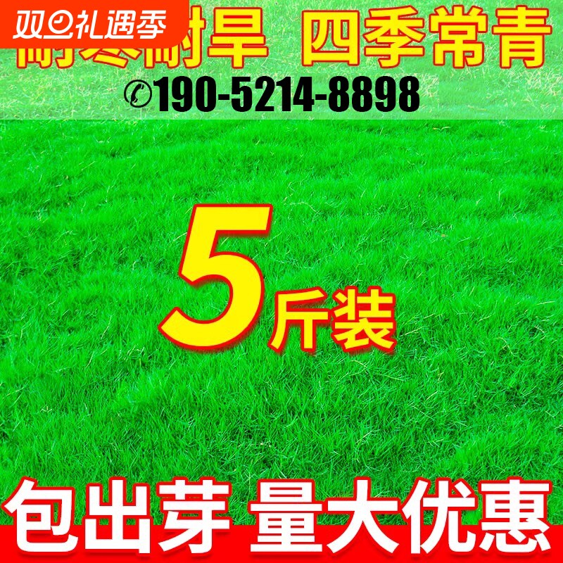 草坪草籽四季青地毯草庭院绿化黑麦草矮生护坡草种草皮草子多年生