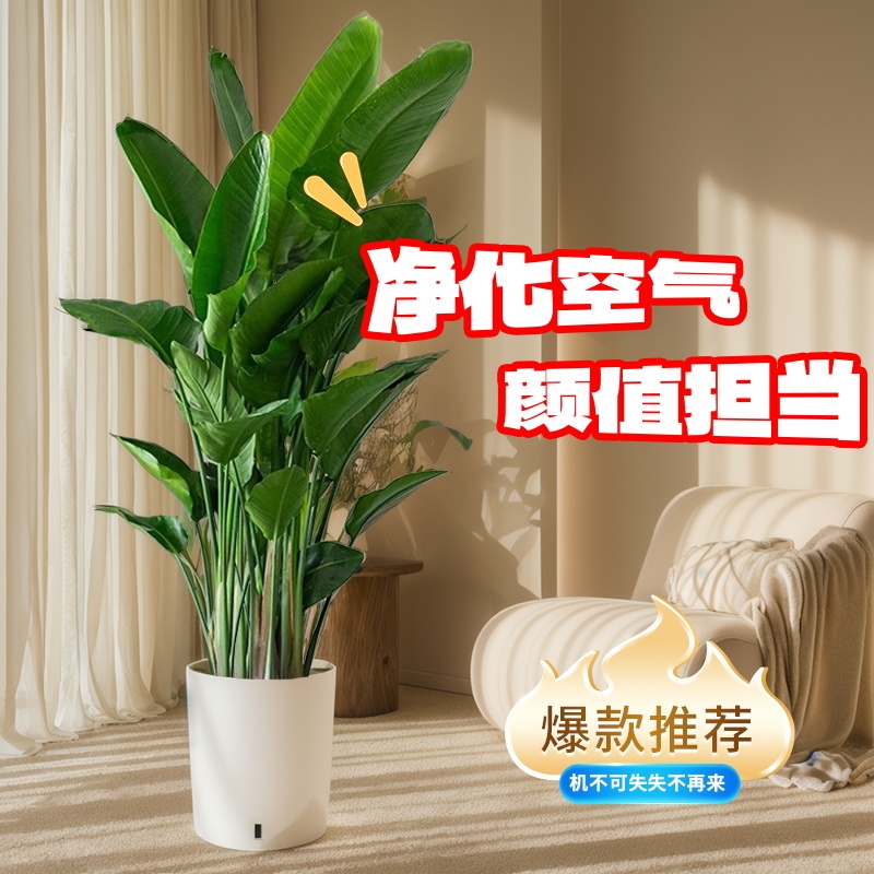 天堂鸟客厅绿植盆栽室内大型植物落地四季办公室鹤望兰吸甲醛花卉