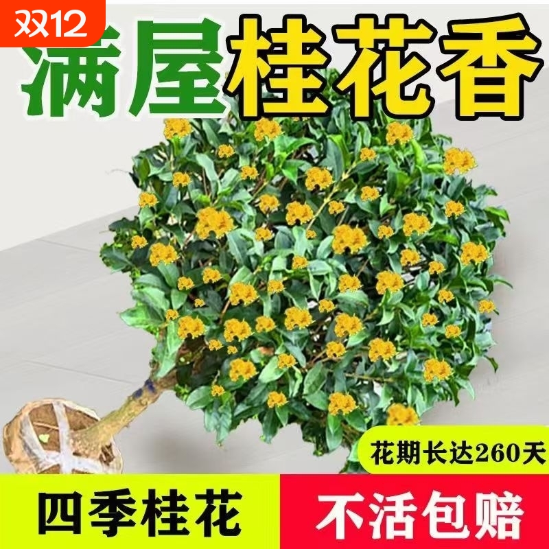 可食用正宗四季桂花树苗盆栽花卉植物浓香绿植阳台庭院多季开好养