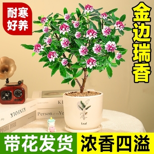 金边瑞香盆栽花期带花桂花苗老桩茶花大苗四季开花植物瑞香花好养