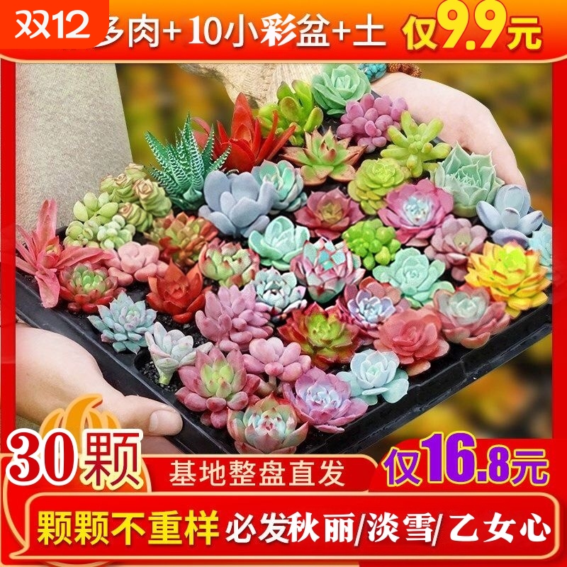 精品多肉植物绿植组合盆栽花卉家居装饰迷你摆件组合人造盆栽盆景