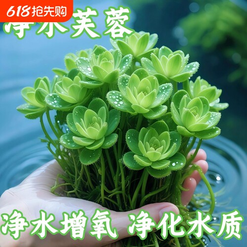 养鱼水草浮萍鱼缸造景专用水培植物水葫芦水芙蓉鱼池乌龟净化水质
