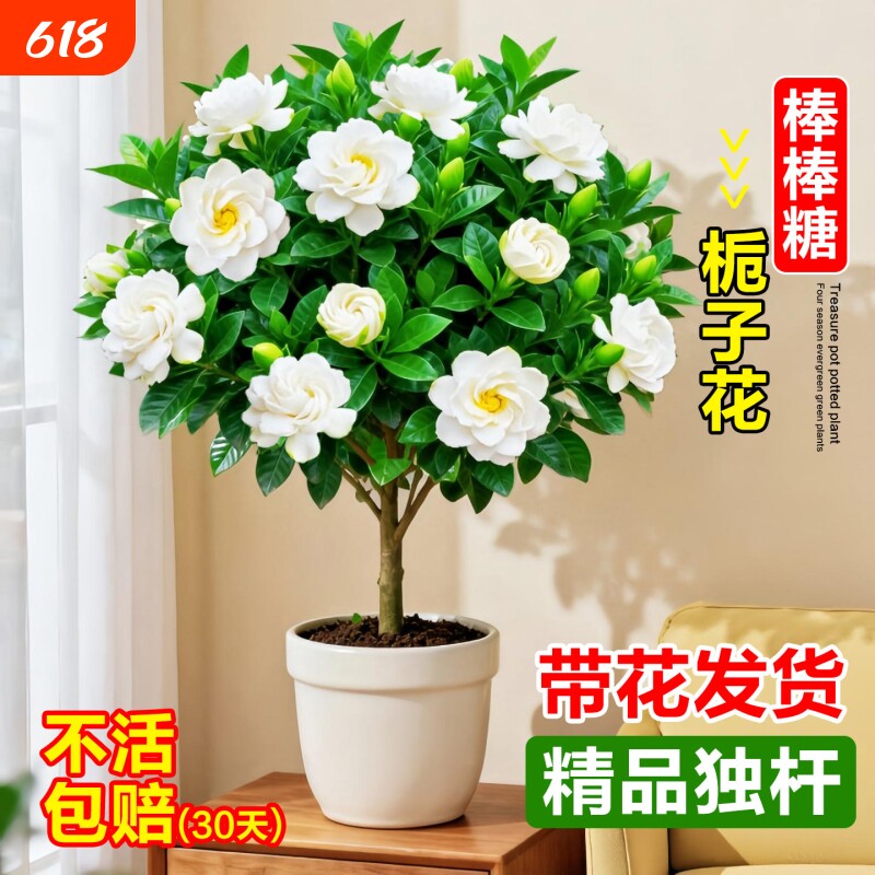 独杆栀子花盆栽带花苞室内阳台鲜花棒棒糖花苗四季开花浓香型花卉