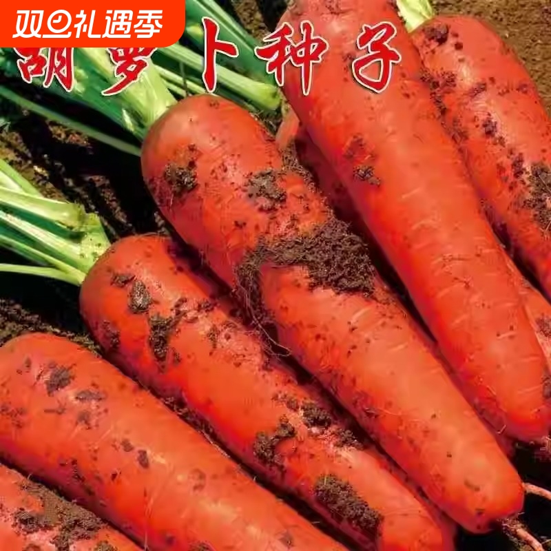 参胡萝卜高产种子|111人收藏