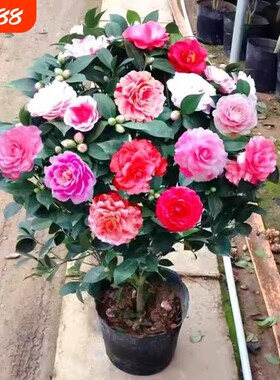 浓香茶花室内好养春夏香妃