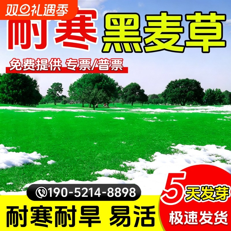 黑麦草种子耐寒耐旱庭院别墅工程绿化多年生低矮免修剪草坪草籽