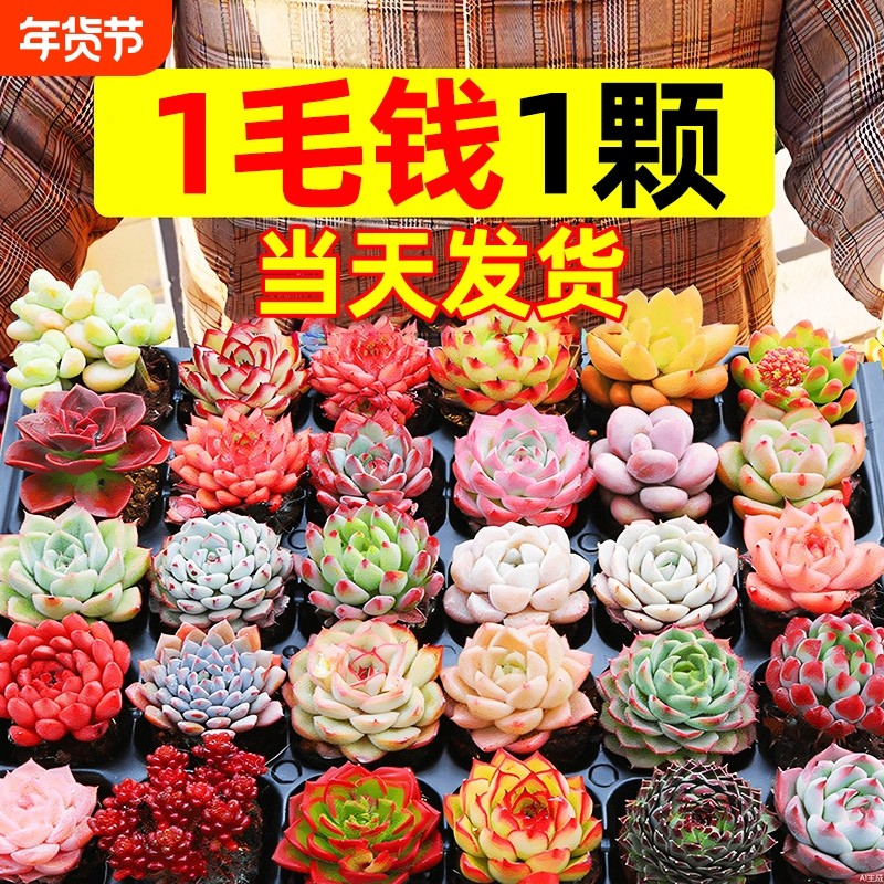 多肉植物室内盆栽大颗好养精品罕见品种名贵老桩玉露法师阳台客厅