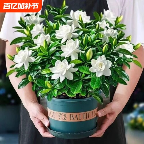 栀子花盆栽带苞茉莉花卉办公室