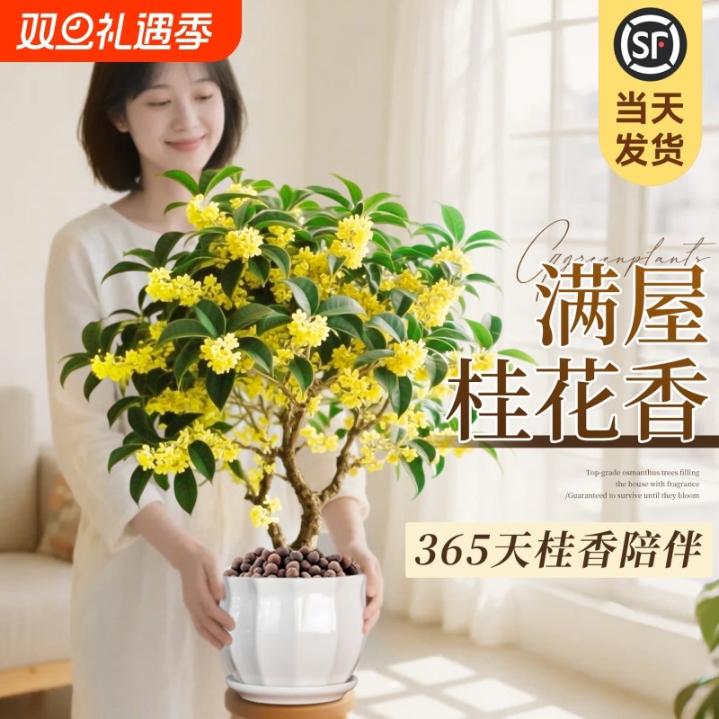 四季桂花盆栽金桂绿植室内花卉桂花树苗老桩阳台植物好养活庭院