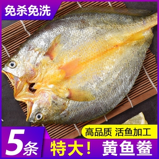 福建宁德霞浦黄鱼鲞干货新鲜开背黄花鱼大黄鱼三去小黄鱼海鲜海鱼