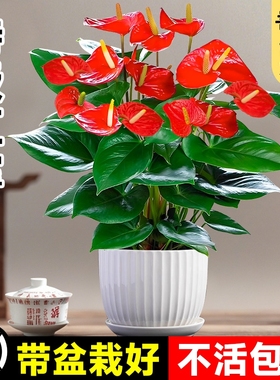 大盆花卉绿植特级红掌盆栽室内植物鸿运当头四季开花好养中式盆景