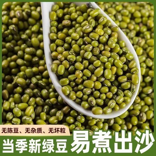 东北绿豆新鲜可发芽农家新货绿豆大颗粒优质绿豆粥绿豆糕原料