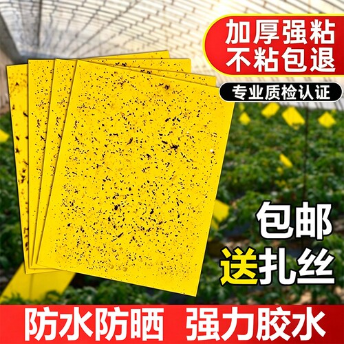 粘虫板黄板双面大棚小飞虫果蝇诱捕器粘蚊贴苍蝇贴果园粘蝇纸强力