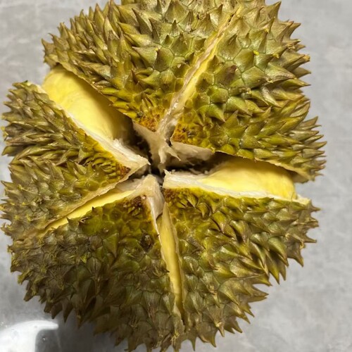 新鲜水果现发现摘金枕榴莲