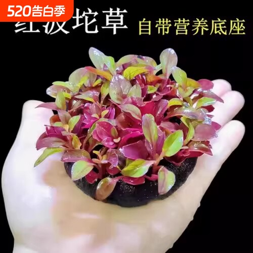 鱼缸红波坨草中后景自带底座活体水草淡水懒人造景易活植物水培