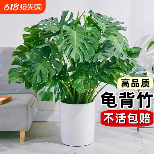 基地直销 新品特惠