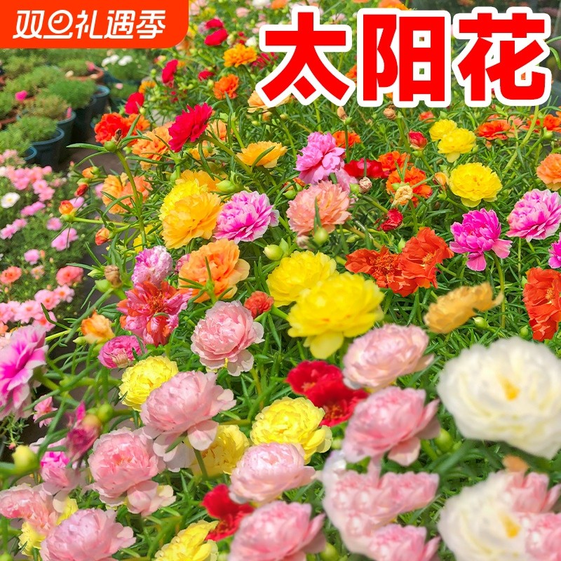 重瓣太阳花小雏菊花种籽子植物除虫菊花籽四季开花卉虞美人大花