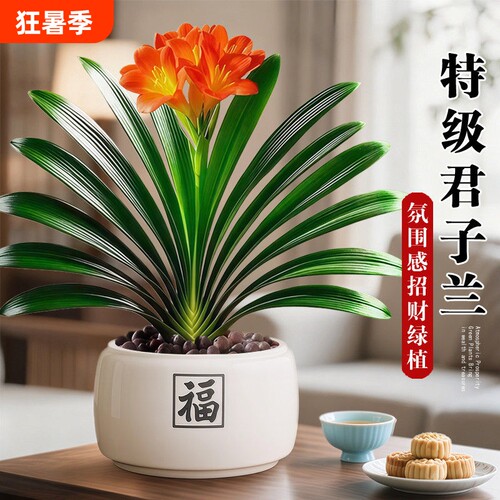 名贵君子兰盆栽室内绿植客厅花卉带花圆头和尚植物四季好养盆景