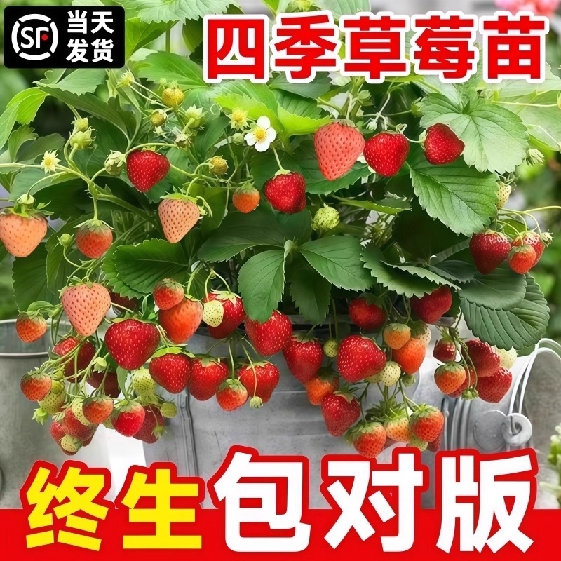 草莓苗四季结果盆栽丹东99奶油红颜草莓秧真红原生