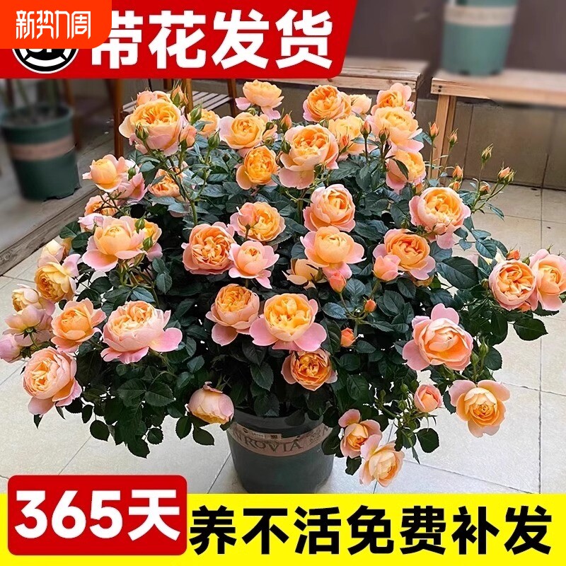 果汁阳台月季盆栽花苗大苗玫瑰花四季开花室内植物蔷薇爬藤耐寒