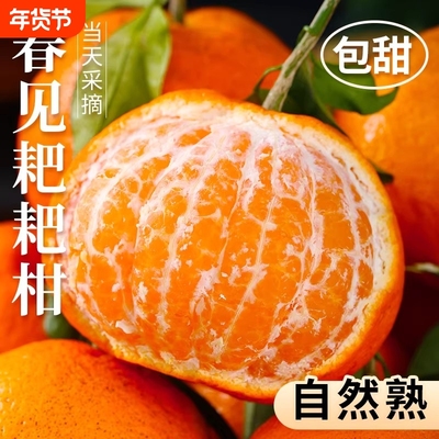 正宗四川春见耙耙柑新鲜水果