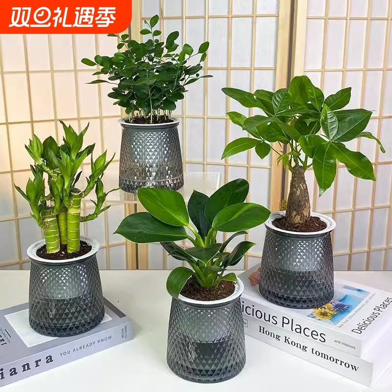 办公室绿植桌面小盆栽水培客厅室内开花好养发财树黄金葛办公桌花