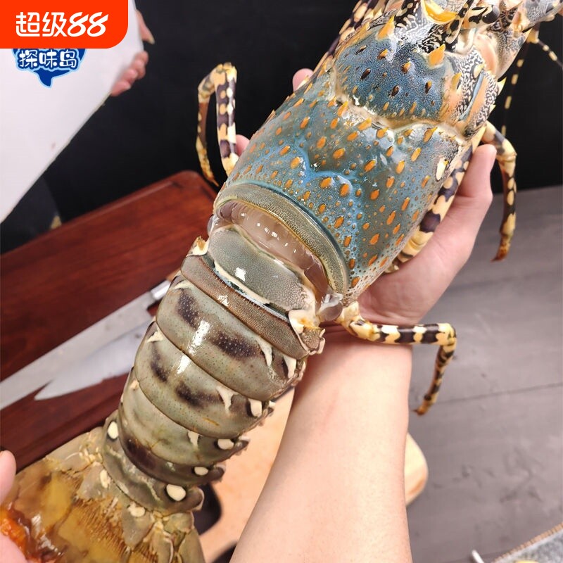 探味岛【顺丰包邮】福建新鲜大花龙鲜活大青龙澳洲大龙虾冷冻海鲜