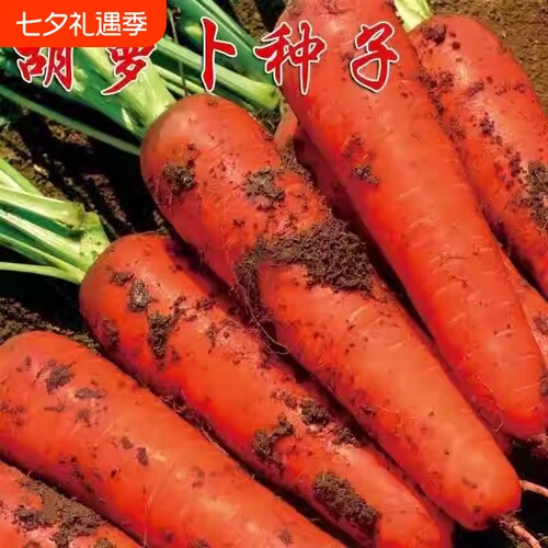 参胡萝卜高产种子|111人收藏