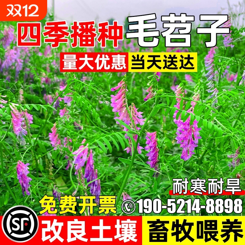毛苕子种子光叶紫花苕果园绿肥草籽箭舌豌豆高产牧草耐贫瘠草种籽