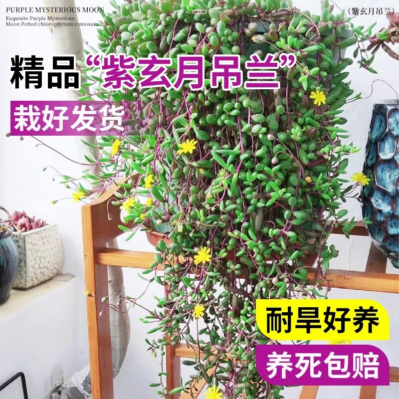多肉植物佛珠紫玄月名贵吊兰室内阳台花卉盆栽垂吊情人泪高端绿植