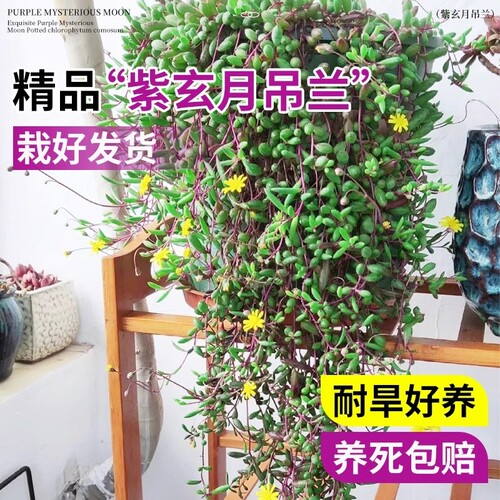 多肉植物佛珠紫玄月名贵吊兰室内阳台花卉盆栽垂吊情人泪高端绿植