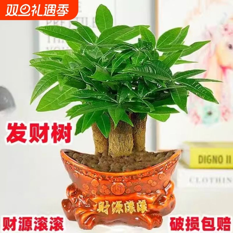 室内小盆栽绿植花卉水培植物绿萝文竹四季好养活办公室桌面