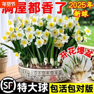漳州水仙花种球种子盆栽水养花卉球种室内冬季水培植物花球带花苞